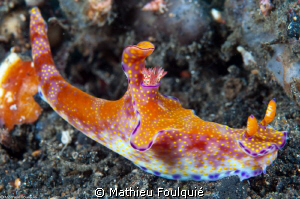 Ceratosoma tenue by Mathieu Foulquié 